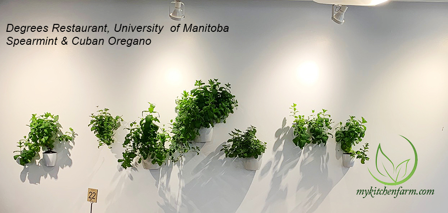greenwallmint