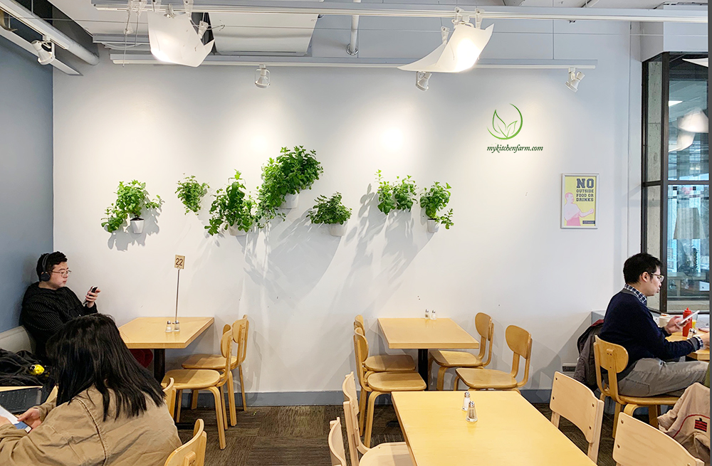 greenwallmintdegrees